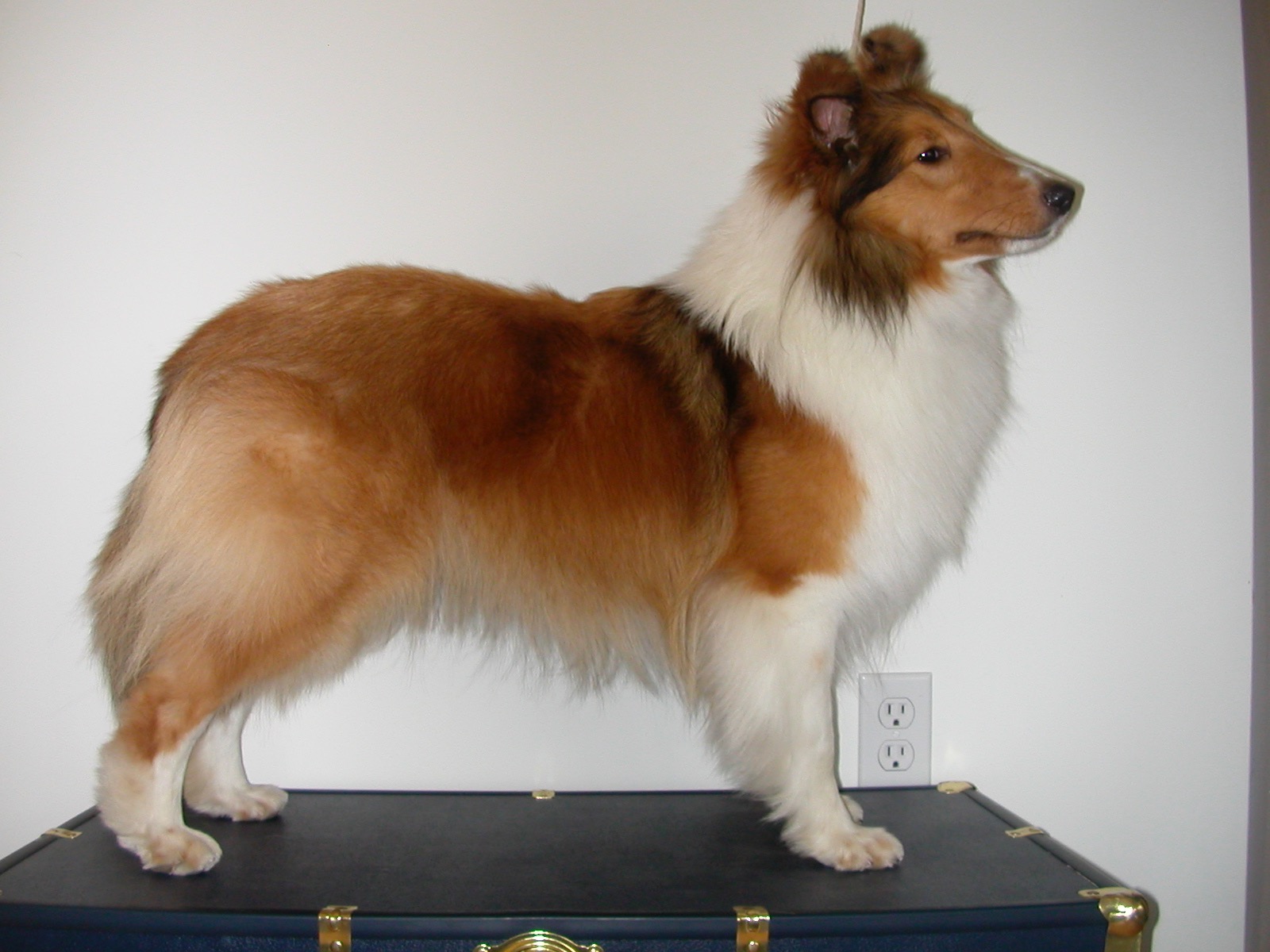 Sheltie blowing coat cheap