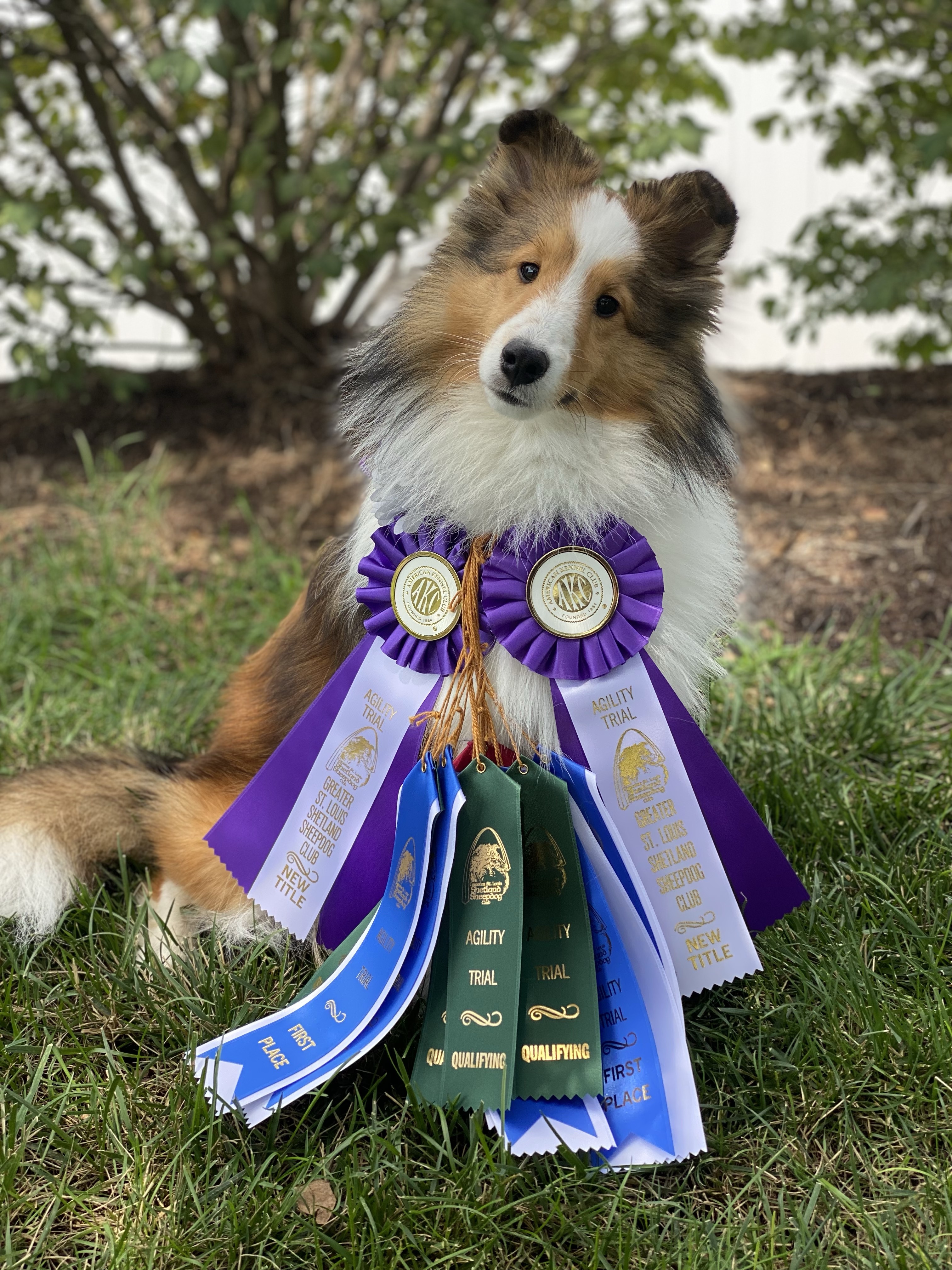 Eden%20Novice%20Agility